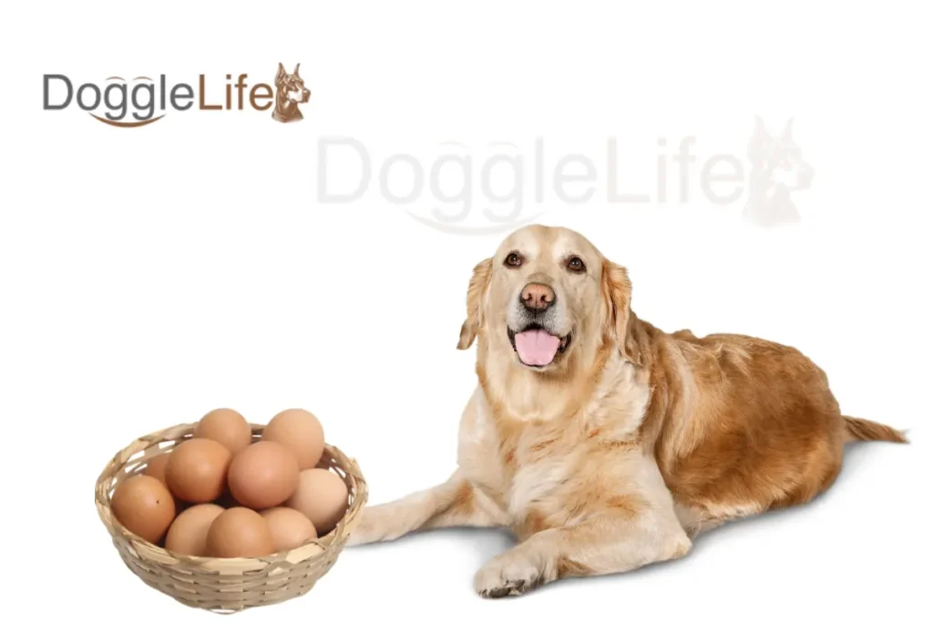 Can Dogs Eat Eggs? Vet Approved