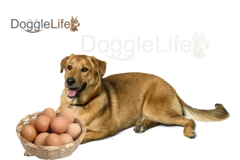 can dogs eat raw eggs and shells