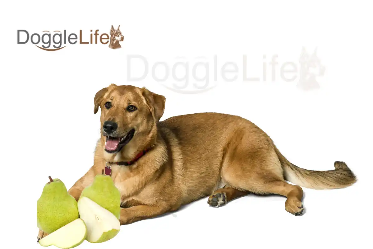 Can Dogs Eat Pears