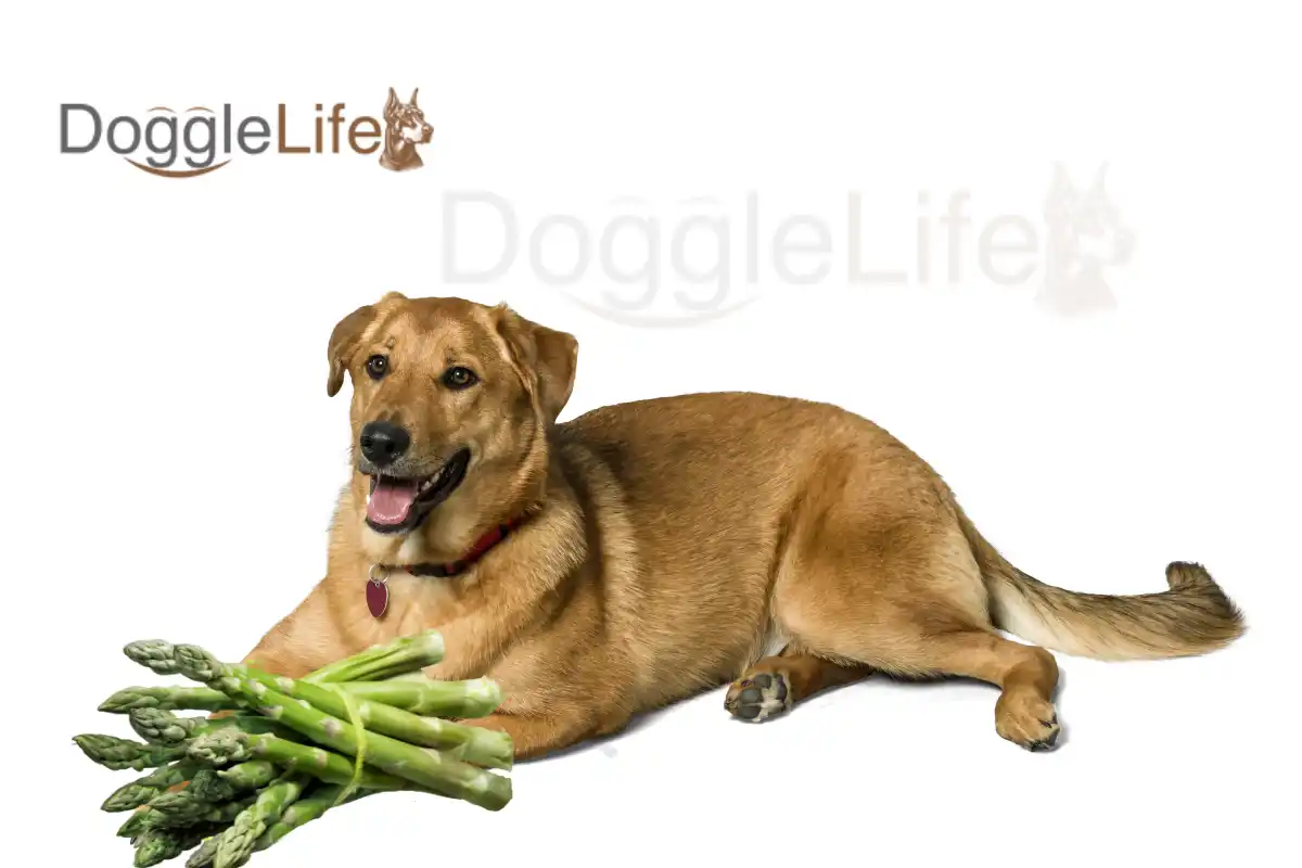 Can dogs eat asparagus