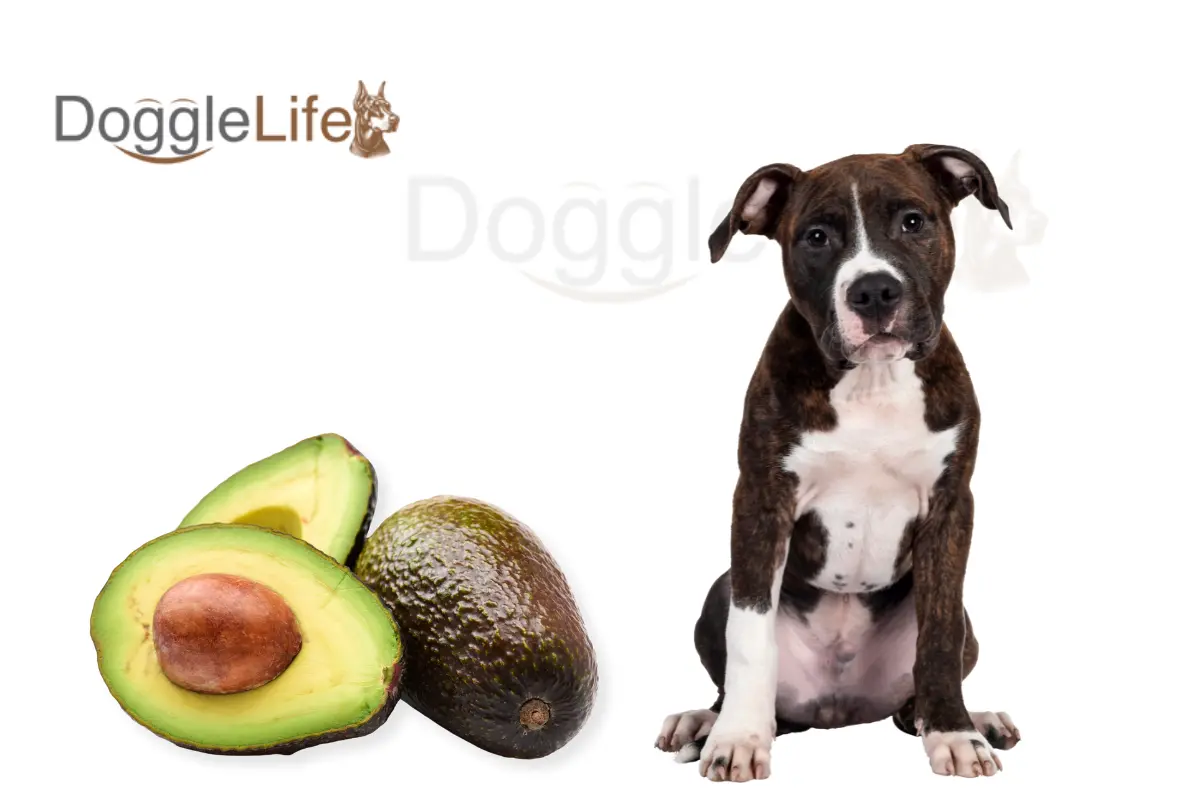 Can Dogs Eat Avocados?