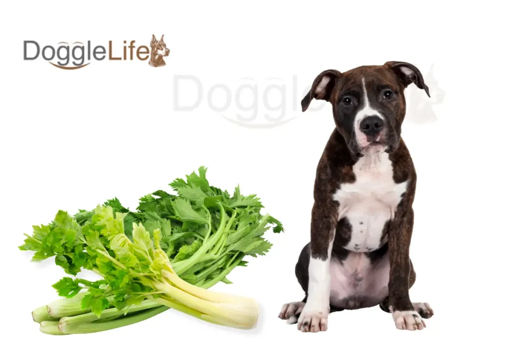 Can Dogs Eat Celery Vet Approved