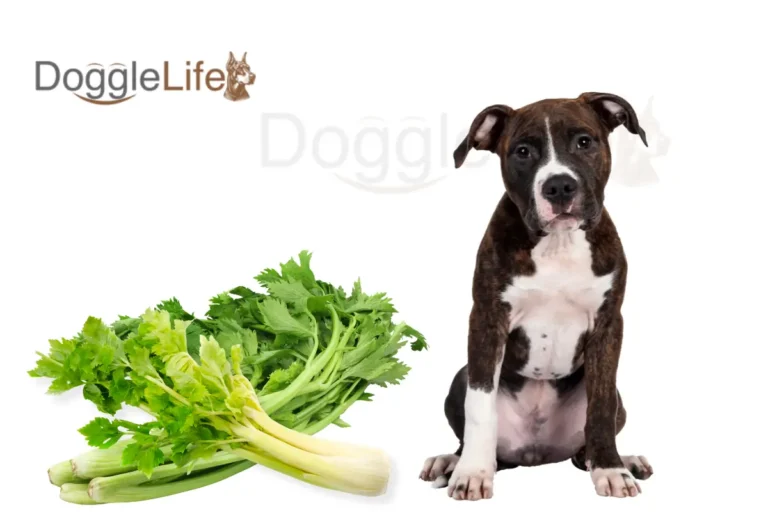 Can Dogs Eat Celery