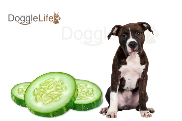 can dogs eat cucumbers