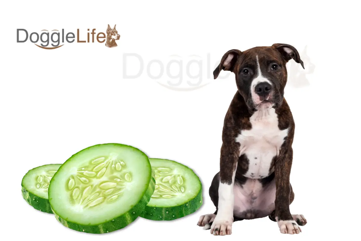 can dogs eat cucumbers