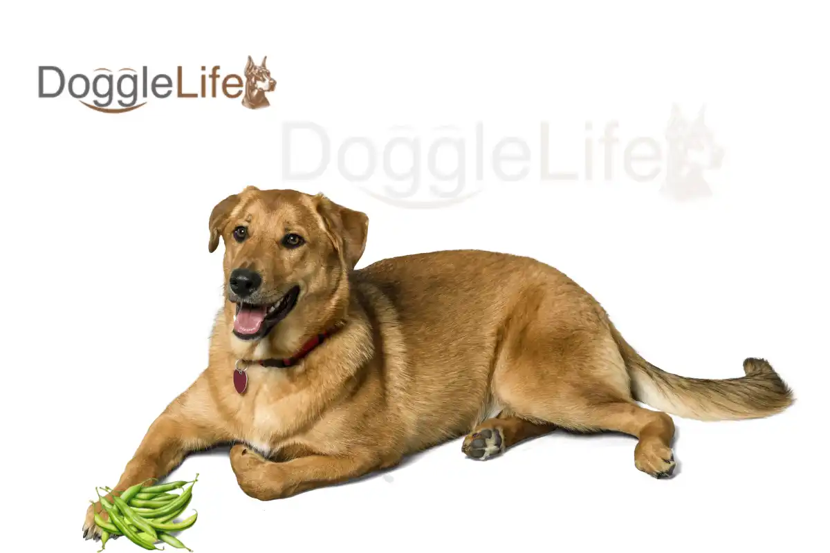 Can Dogs Eat Green Beans 