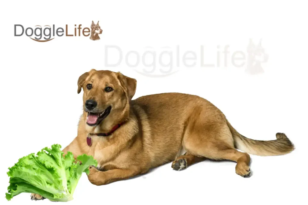 Can dogs eat lettuce Vet Approved