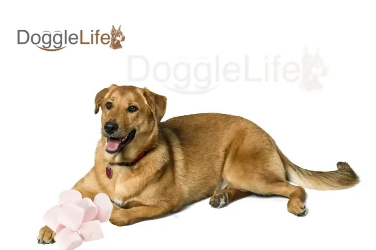 can dogs eat marshmallows