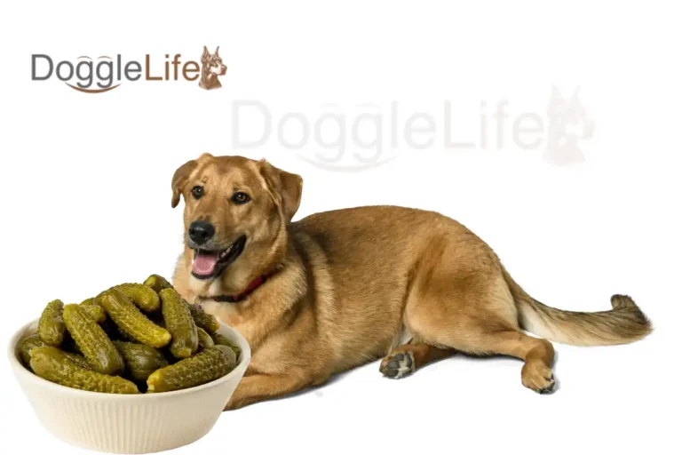 can dogs eat pickles