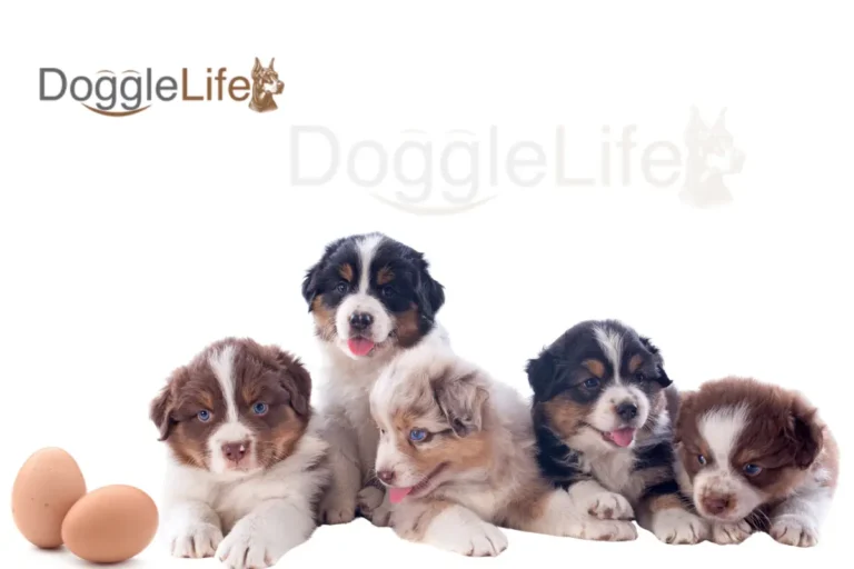 Can Puppies Eat Eggs Daily