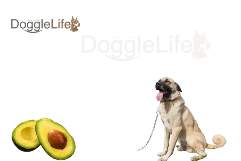 Can Dogs Eat Avacado Vet Approved
