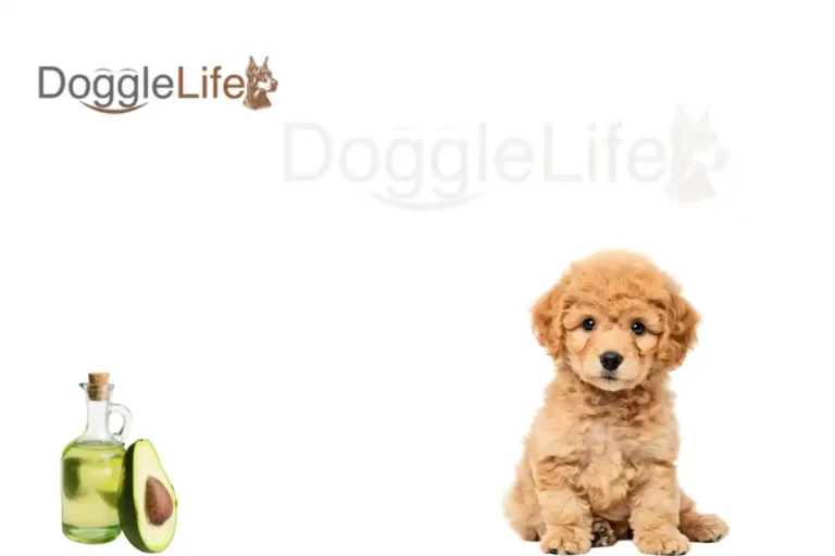 Can Dogs Eat Avocado Oil