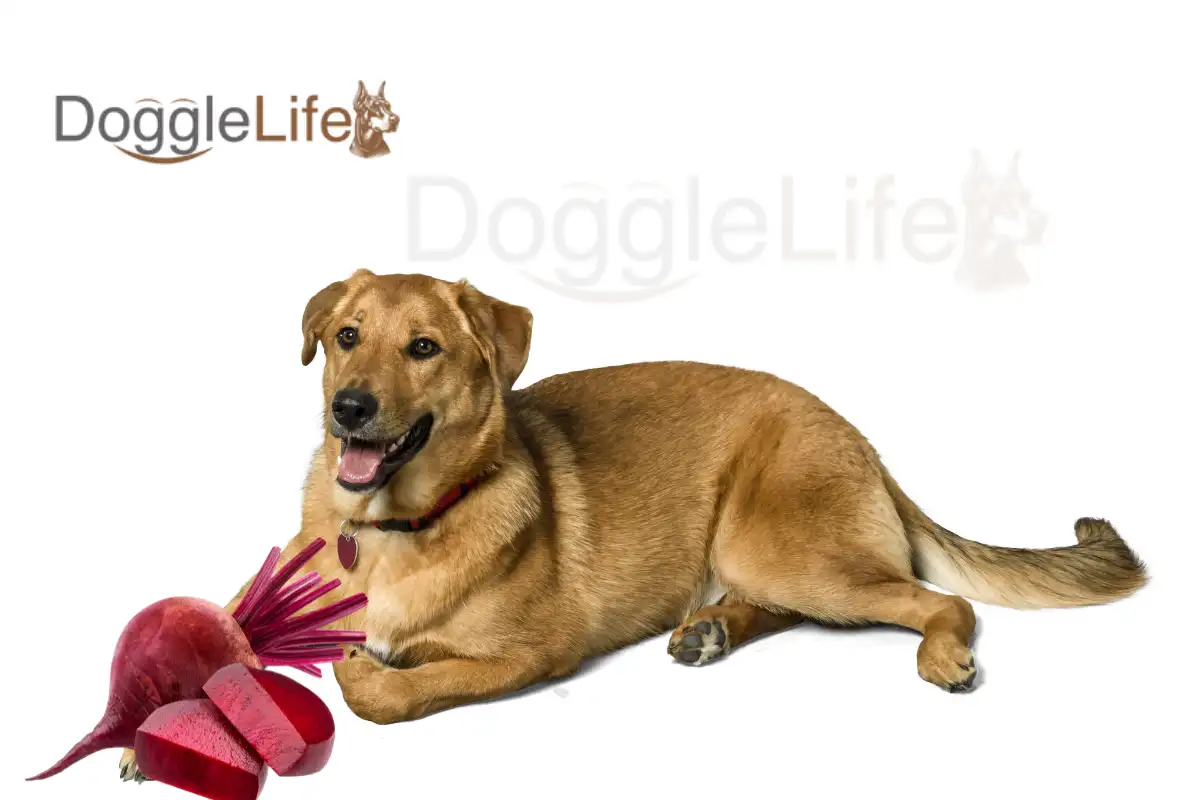 Can Dogs Eat Beets