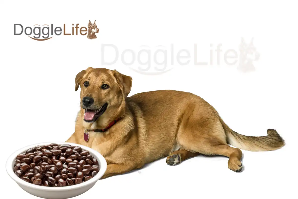 Can Dogs Eat Black Beans