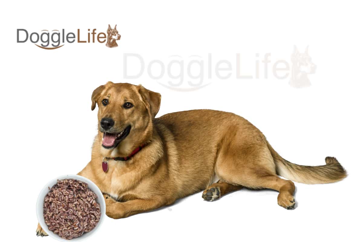 Can Dogs Eat Brown Rice