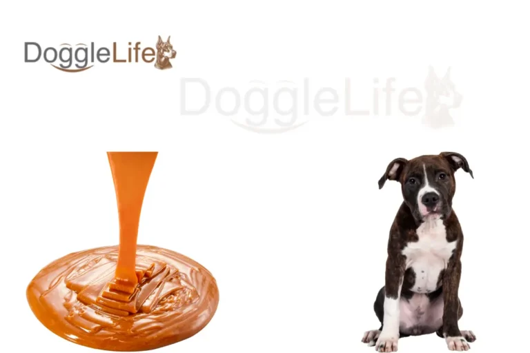 Can Dogs Eat Caramel