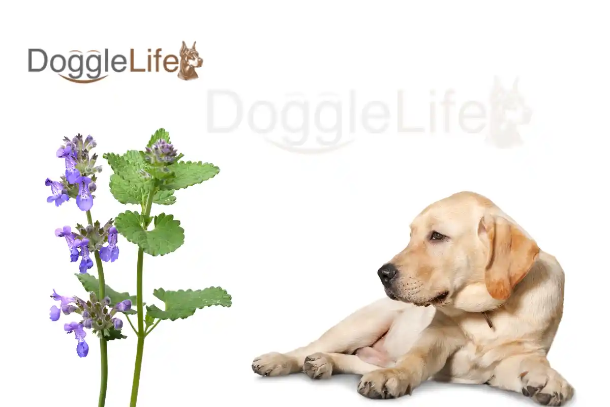 Can Dogs Eat Catnip