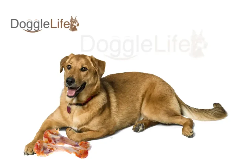 Can Dogs Eat Chicken Bones