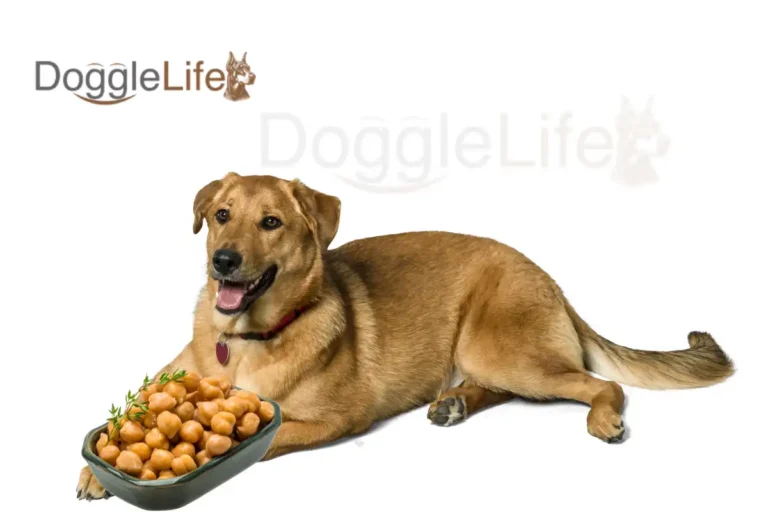 Can Dogs Eat Chickpeas