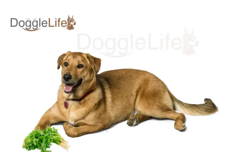 Can Dogs Eat Cilantro Vet Approved