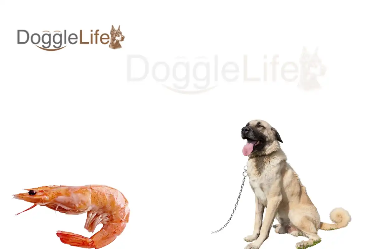 Can Dogs Eat Cooked Shrimp