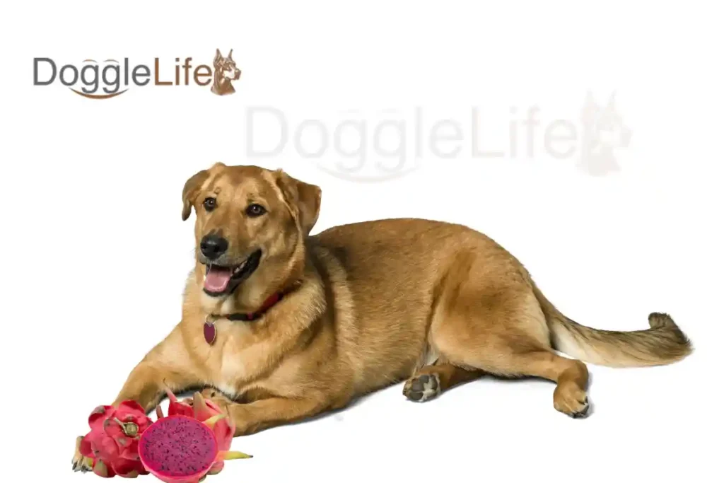 Can Dogs Eat Dragon Fruit? Vet Approved