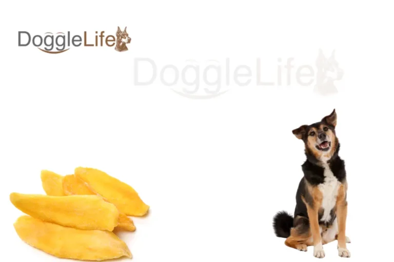 Can Dogs Eat Dried Mango
