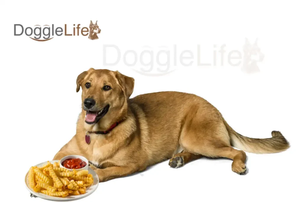 Can Dogs Eat French Fries Vet Approved