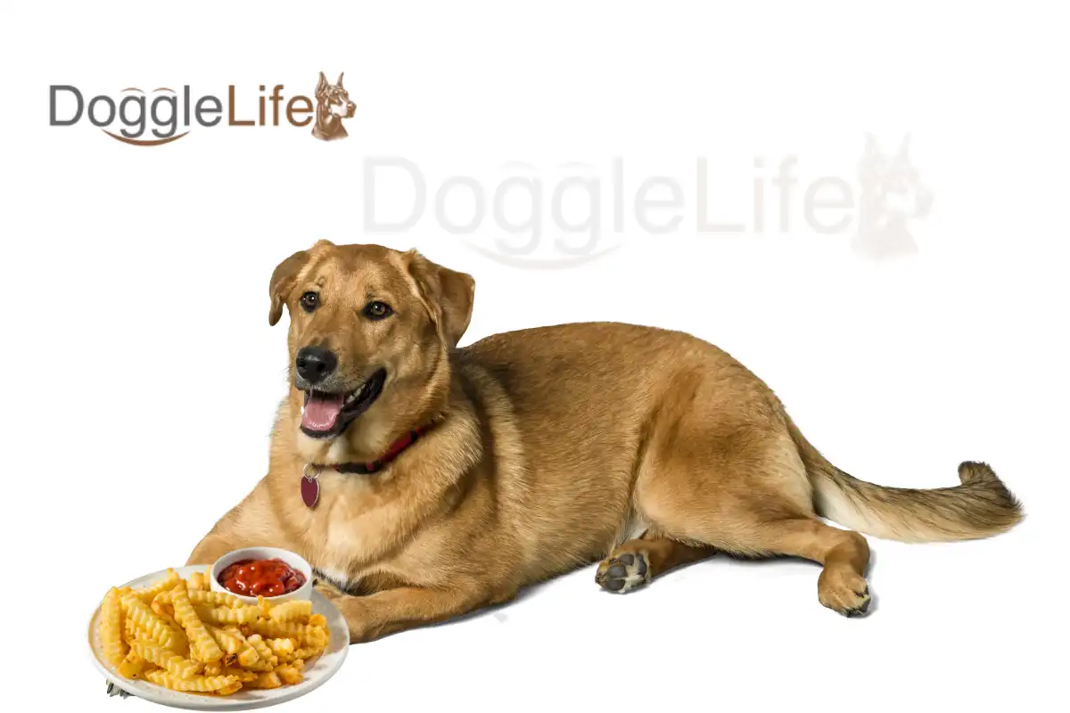 Can Dogs Eat French Fries