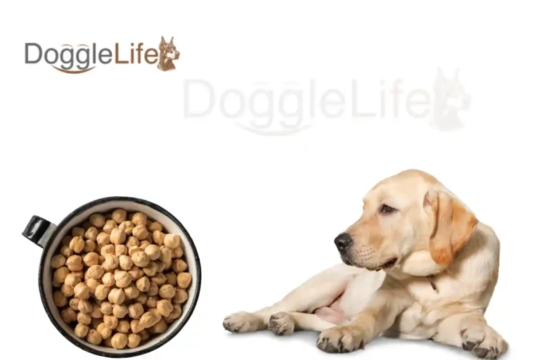 Can Dogs Eat Garbanzo Beans