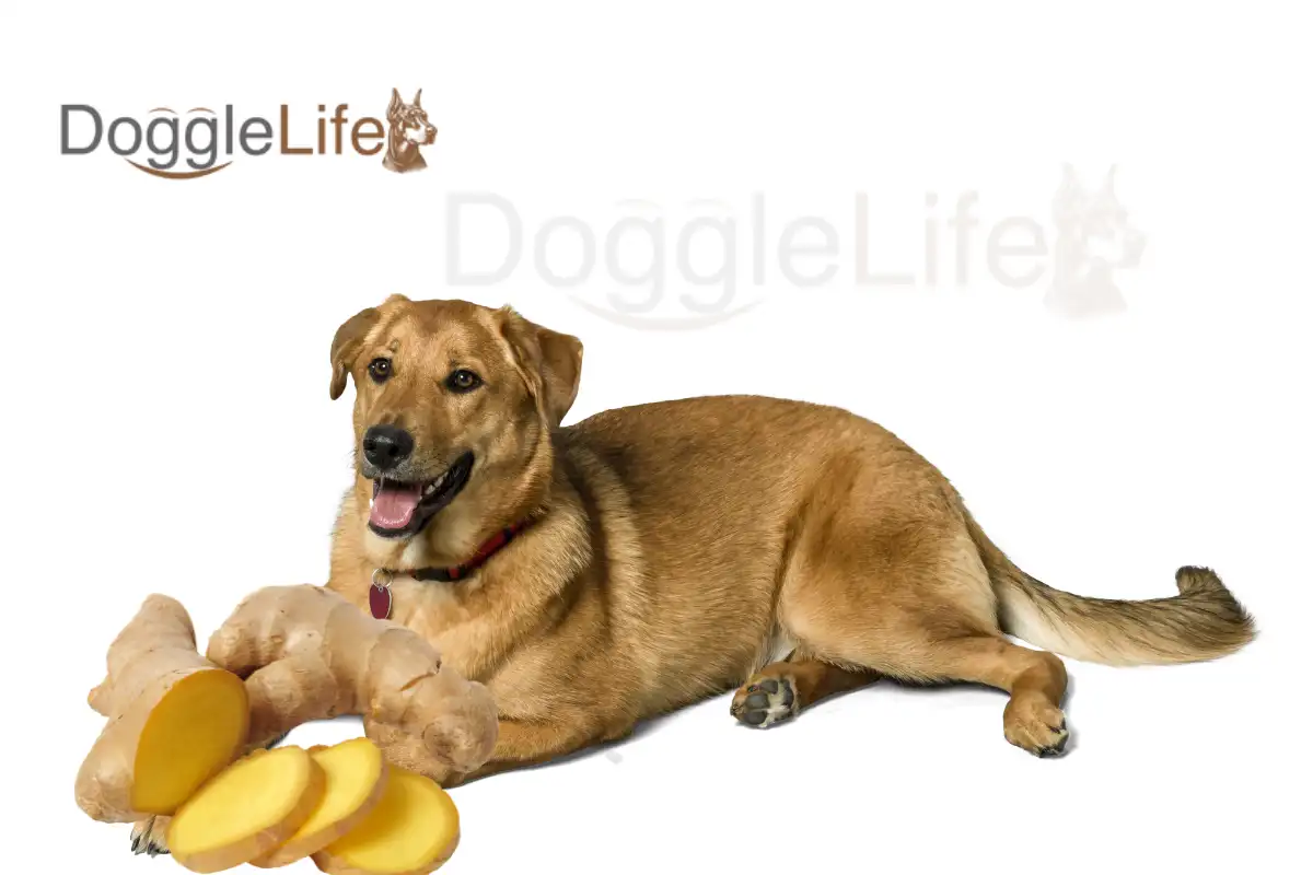Can Dogs Eat Ginger