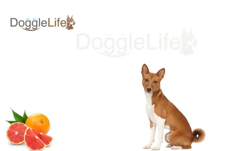 Can Dogs Eat Grapefruit