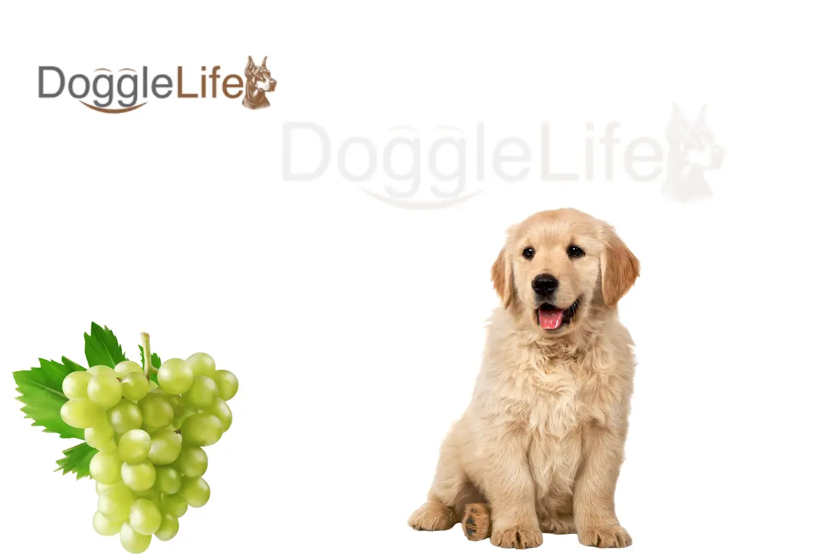 Can Dogs Eat Green Grapes