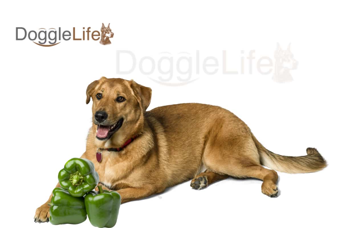 Can Dogs Eat Green Peppers