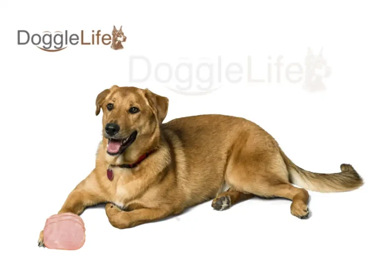 Can Dogs Eat Ham