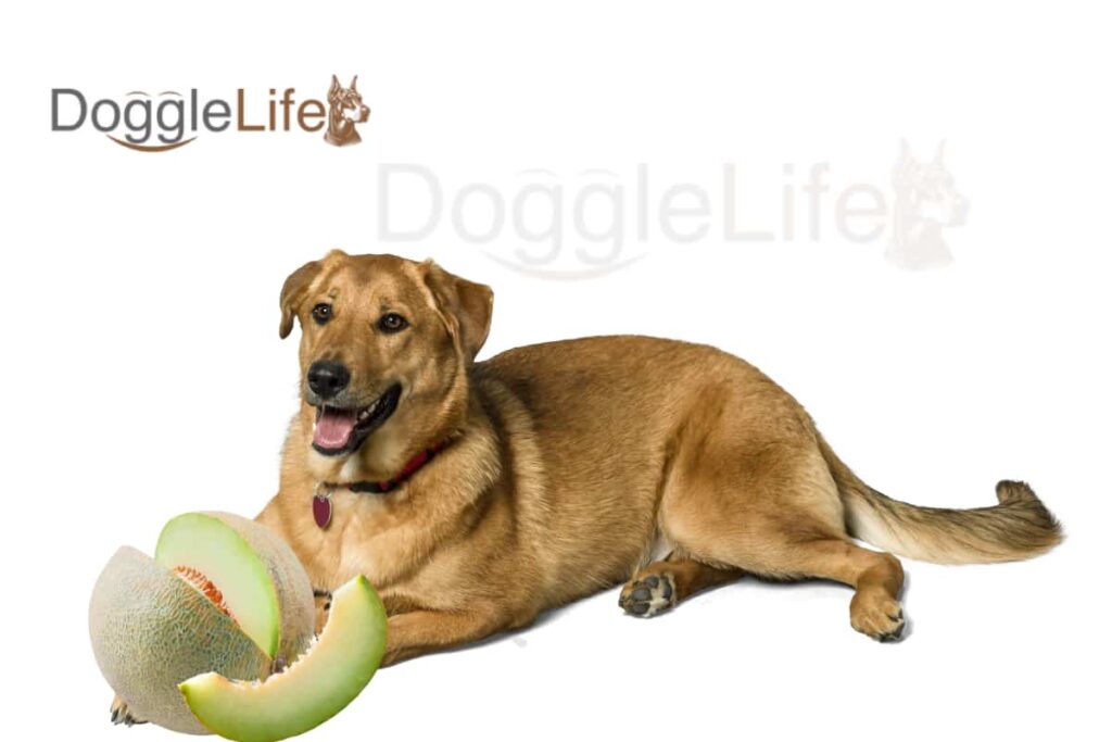Can Dogs Eat Honeydew? Vet Approved