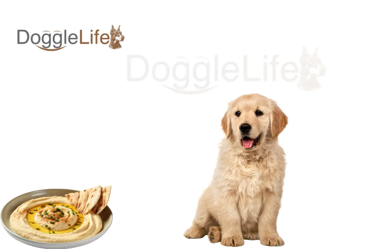 Can Dogs Eat Hummus