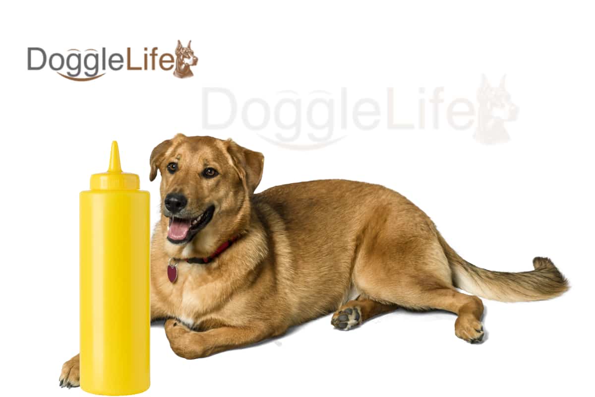 Can Dogs Eat Mustard