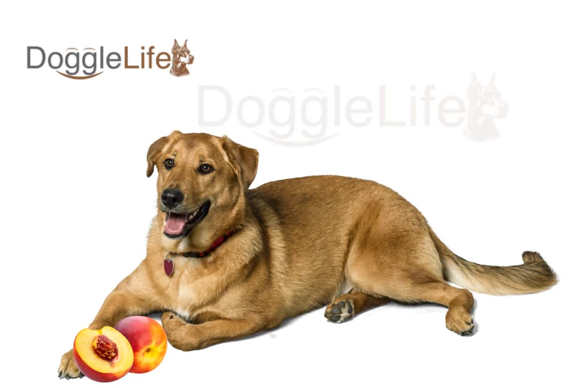 Can Dogs Eat Nectarines