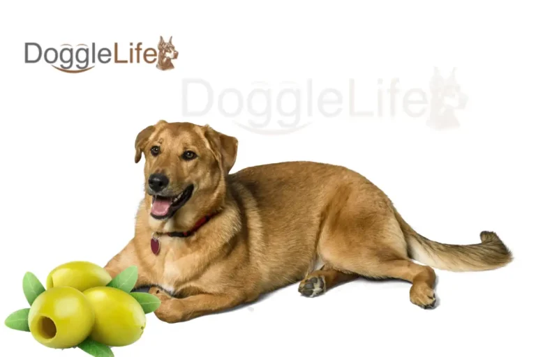 Can Dogs Eat Olives