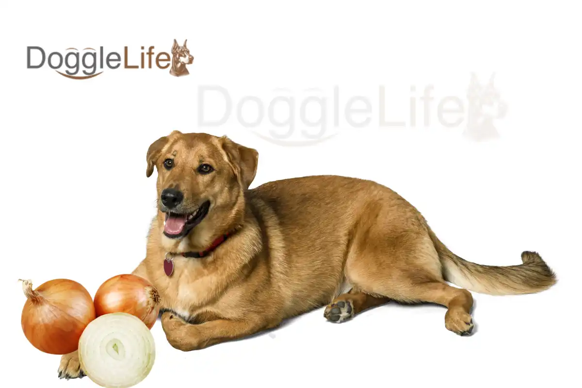 Can Dogs Eat Onions