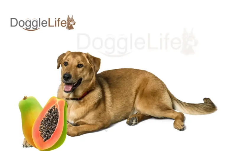 Can Dogs Eat Papaya
