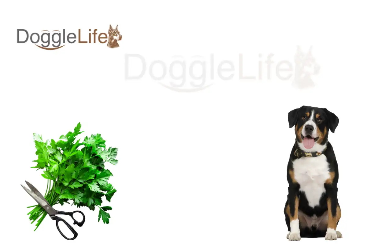 Can Dogs Eat Parsley