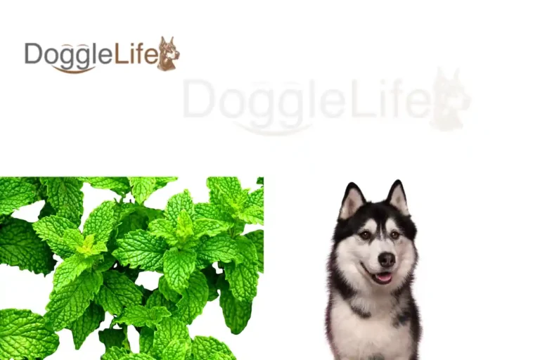 Can Dogs Eat Peppermint