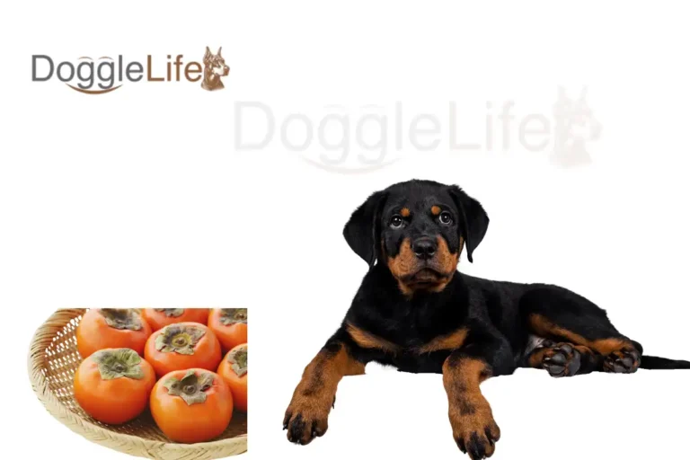 Can Dogs Eat Persimmons