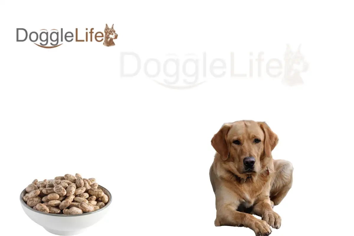 Can Dogs Eat Pinto Beans