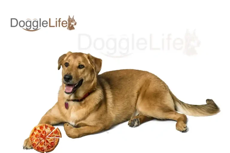 Can Dogs Eat Pizza