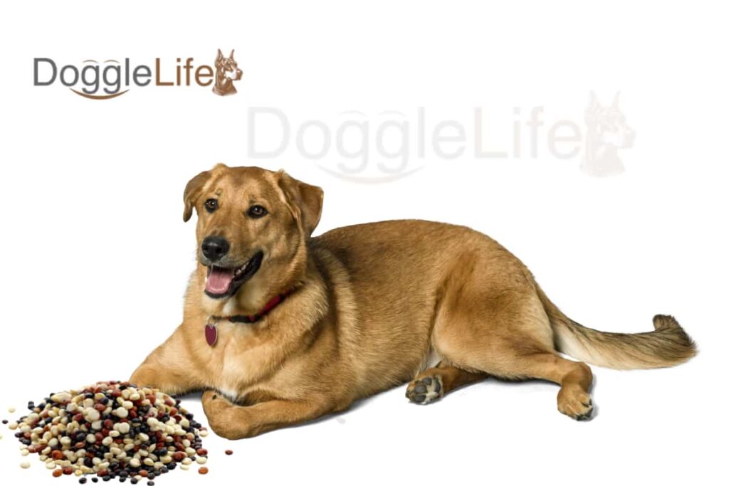 Can Dogs Eat Quinoa Vet Approved