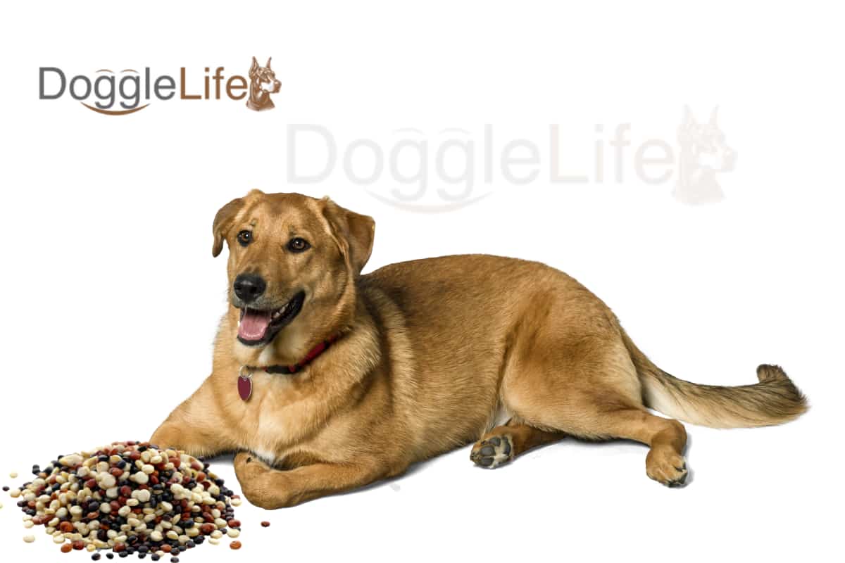 Can Dogs Eat Quinoa