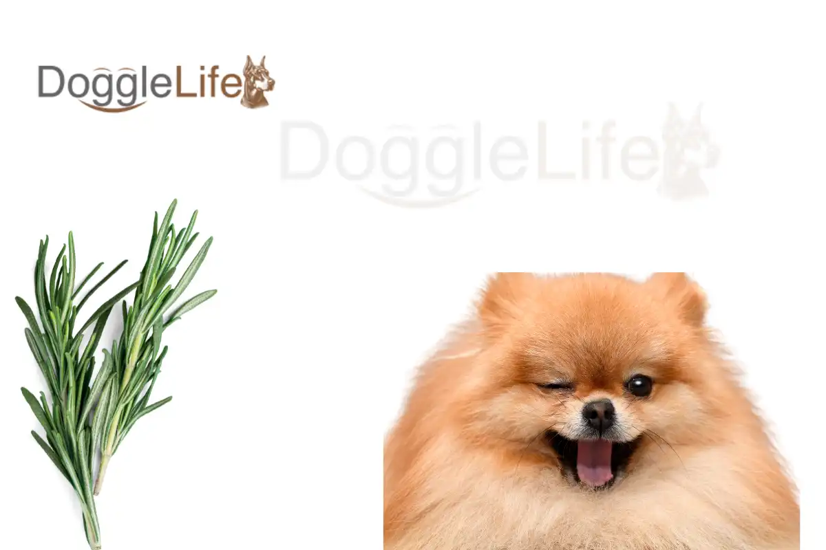 Can Dogs Eat Rosemary